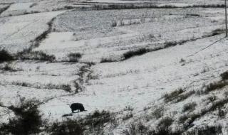 2022最火下雪文案短句
